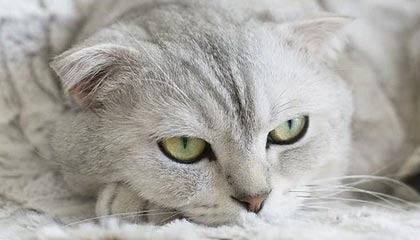 天博体育-【集锦】皇马3-0曼城，巴尔韦德半场戴帽，维尼修斯失点